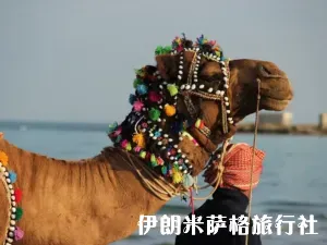 qeshm-camel-irun2iran-300x225.webp